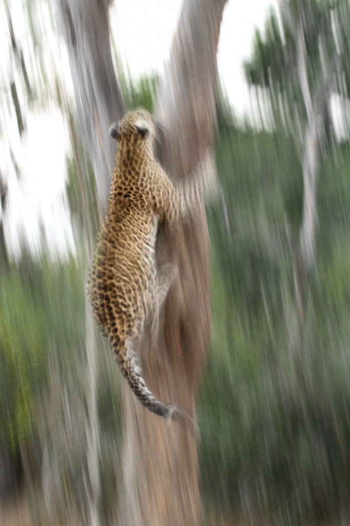 Leopard up the tree