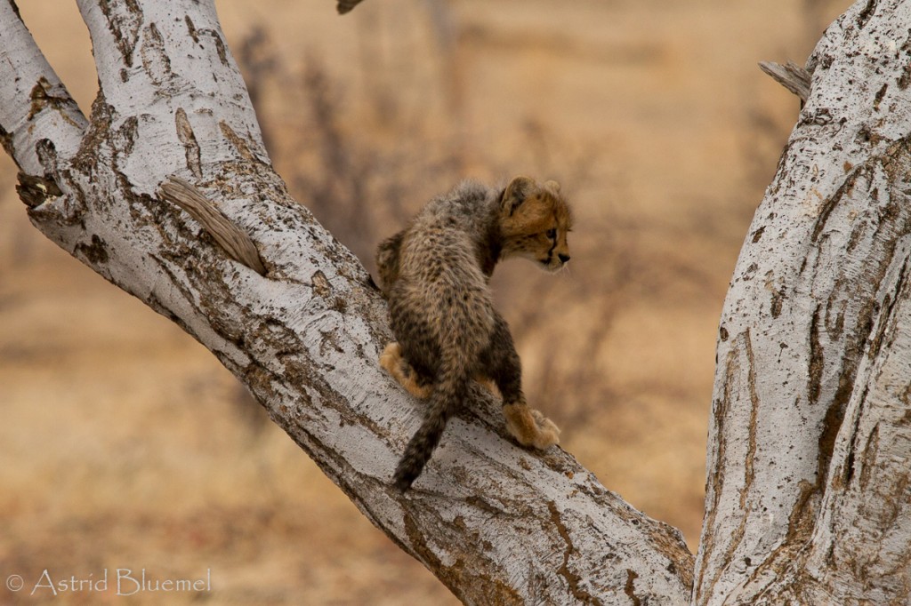 The next day cubs were on the move