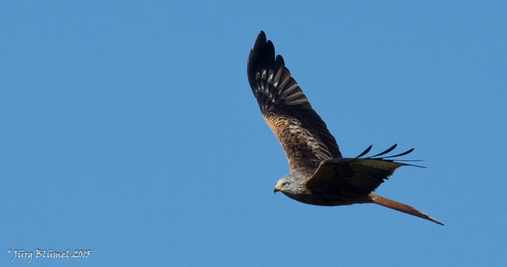 red kite turnig 