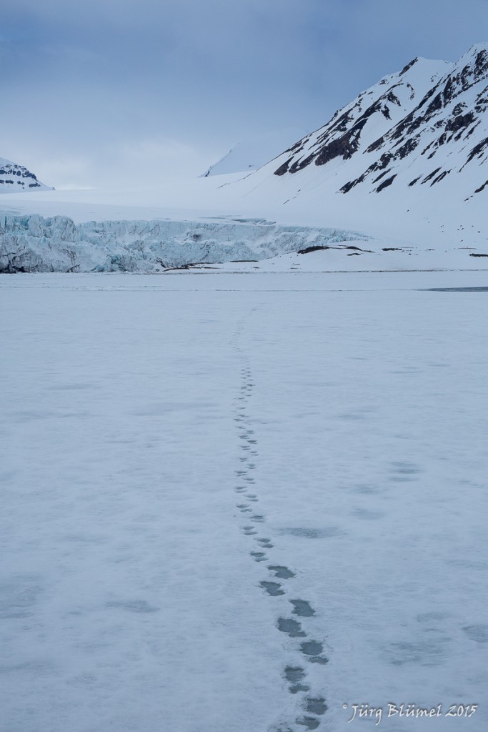 Polar bear prints...