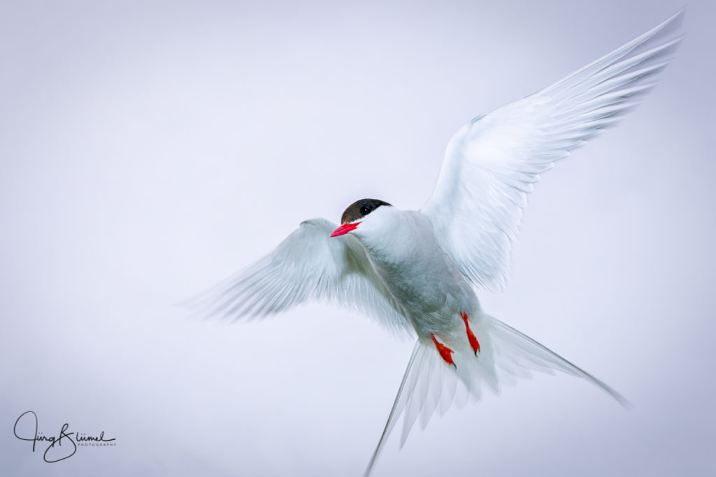 Farn-Island tern